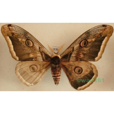 Saturnia pyri (Denis & Schiffermüller, 1775) male Pawica gruszówka Czech 112mm83b